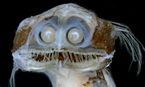telescope fish|Telescope Fish: Everything You Need to Know .